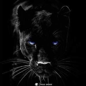 Meet your Posher, Kody